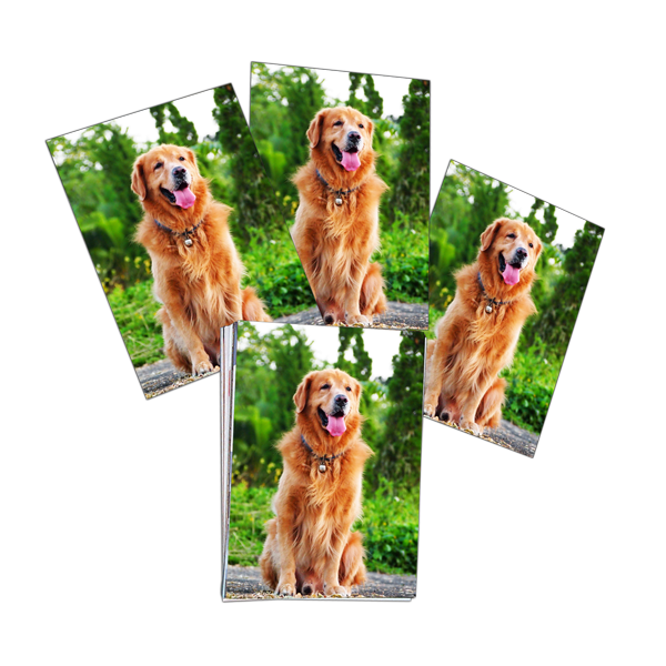 card14x10 56P